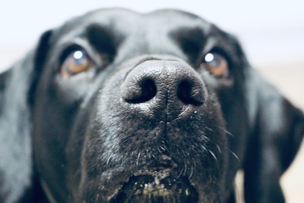 schwarzer Hundekopf
