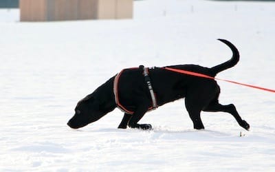 Schwarzer Hund mit tiefer Nase verfolgt auf Schnee eine Spur an einer orangefarbenen Leine.
