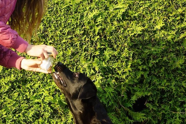schwarzer Hund richt an Glas