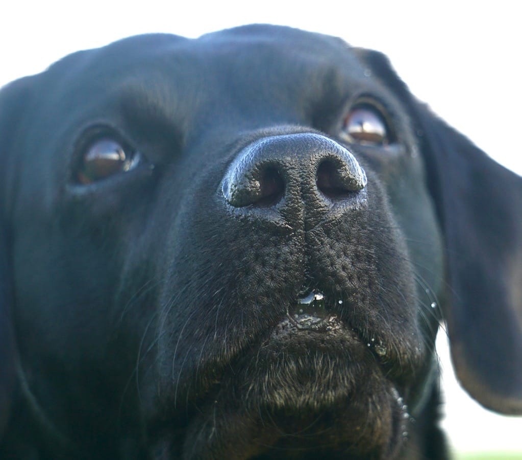 Kopf eines schwarzen Hundes.