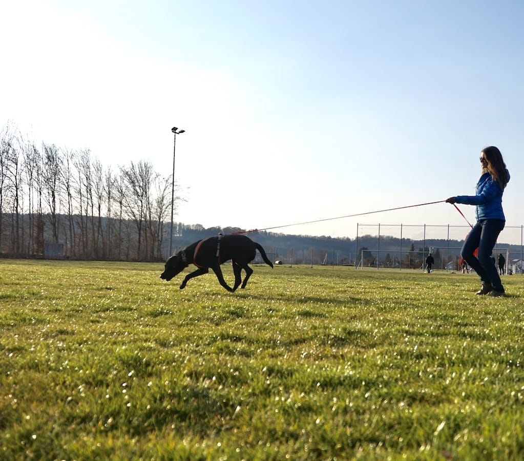 Schwarzer Hund mit rotem Geschirr und Leine läuft mit Person auf einem Sportplatz unter blauem Himmel