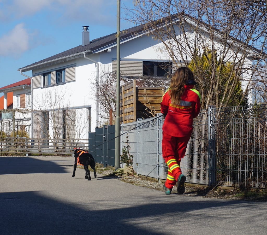 Rettungshund und Rettungshundeführerin in rot gelben Einsatzklamotten sucht auf der Straße an langer Leine.