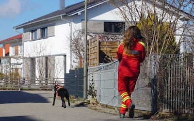 Rettungshund mit Suchgeschirr läuft auf einer Straße.