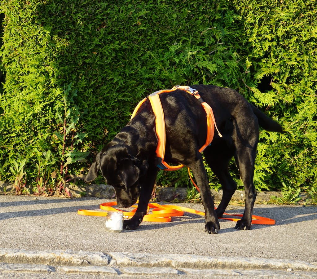 Schwarzer Hund mit gesenktem Kopf und orangenem Geschirr riecht an geöffnetem Glas bei der Mantrailing Hundeschule in München.