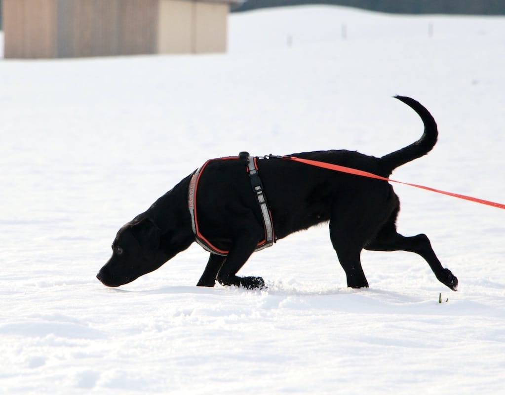 Schwarzer Hund mit tiefer Nase verfolgt auf Schnee eine Spur an einer orangenen Leine.