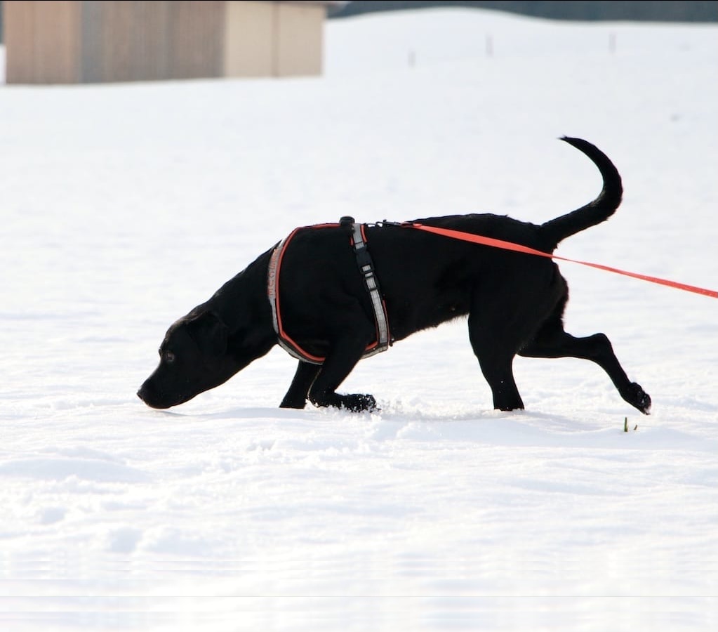 Schwarzer Hund mit tiefer Nase verfolgt auf Schnee eine Spur an einer orangenen Leine.