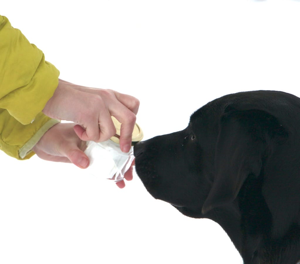 Schwarzer Hund hält Nase direkt an ein verschlossenes Glas, dass von zwei Händen gehalten wird.
