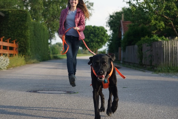 schwarzer Hund rennt auf einer Straße