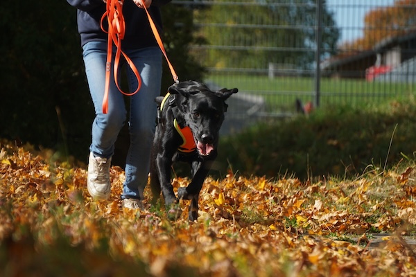 schwarzer Hund an Leine auf orangefarbenen Blättern