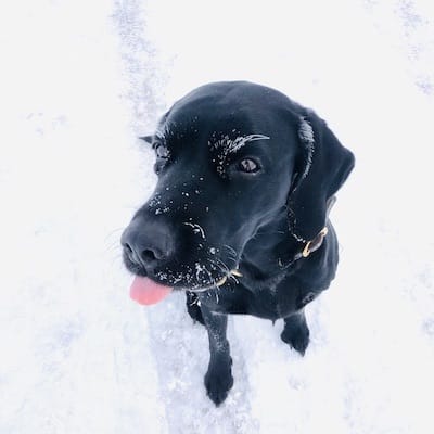 Schwarzer Hund sitz auf Schnee und streckt Zunge heraus.