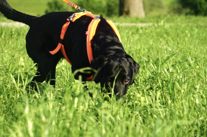 Schwarzer Hund mit Geschirr läuft mit tiefer Nase auf einer grünen Wiese.