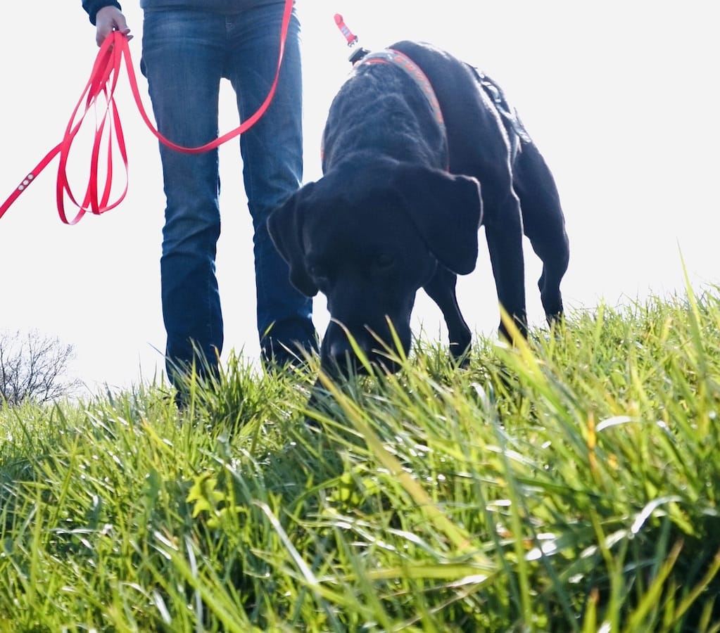Schwarzer Hund mit Nase am Boden sucht etwas im hohen, grünen Gras.