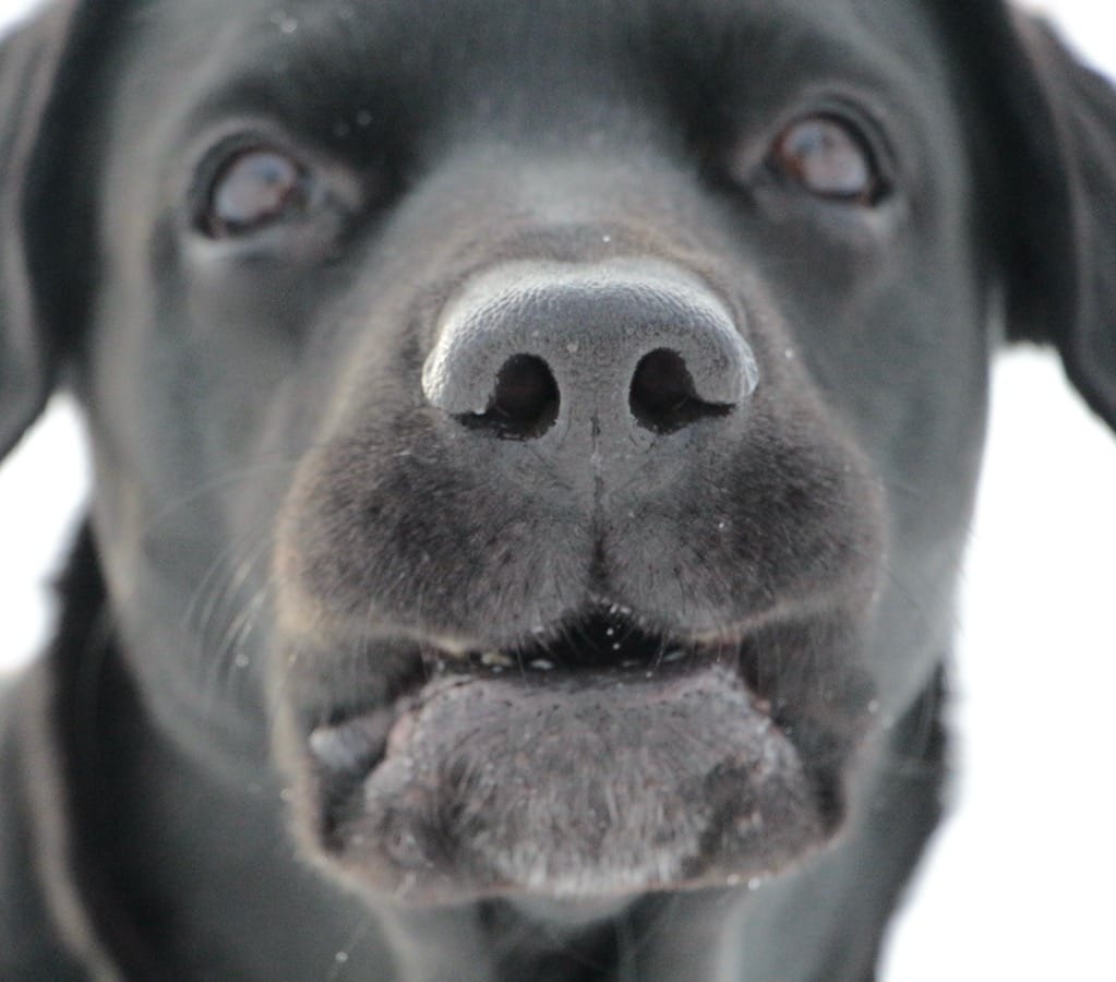 Schwarze Hundenase mit unscharfem Kopf des Hundes im Hintergrund