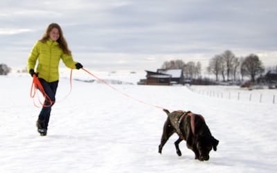 Hund und Hundeführer laufen auf einer verschneiten Wiese.