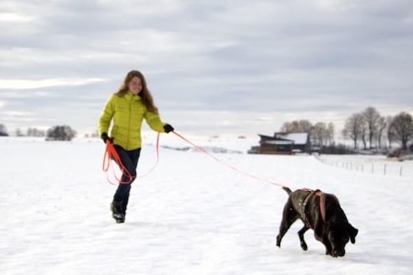 schwarzer Hund an langer Leine sucht im Schnee