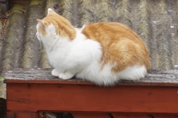 Katze auf Gartenzaun