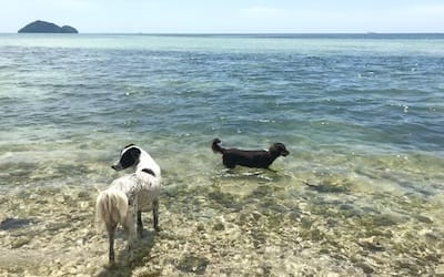 Zwei Hund stehen im Flachen Wasser am Meer an einem sonnigen Tag.