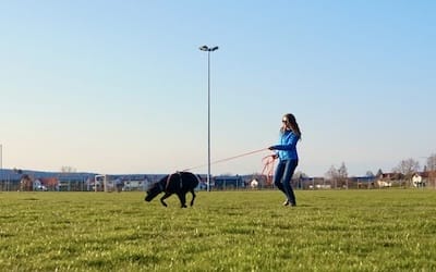 Schwarzer Hund an orangefarbener Leine läuft vor einer Person über den grünen Rasen eines Sportplatzes