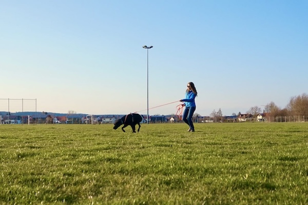 weiß brauner Hund auf grüner Wiese