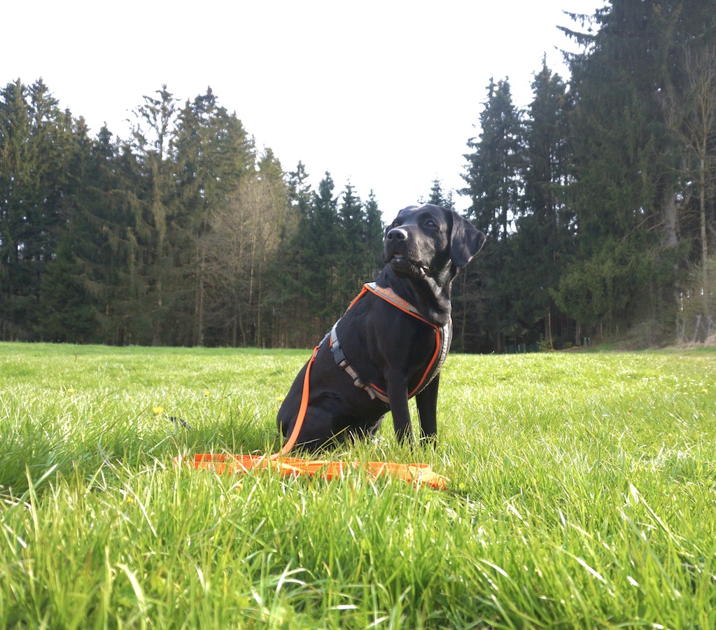 Schwarzer Hund sitzt auf grüner Wiese mit orangefarbenem Geschirr und Schleppleine.
