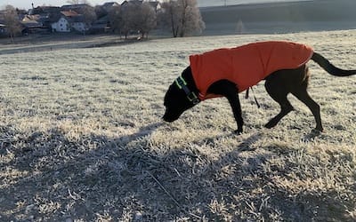 Schwarzer Hund mit orangenem Wintermantel auf gefrorener Wiese im Winter.