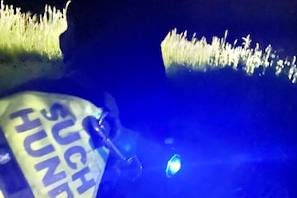 Mantrailing Hundegeschirr mit Licht