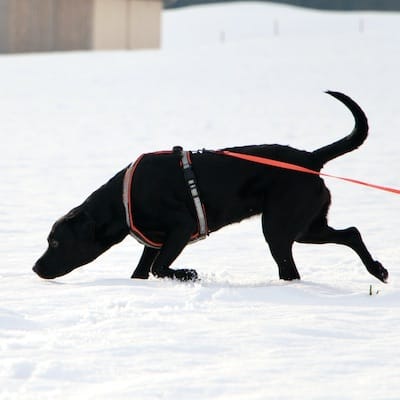 Schwarzer Suchhund sucht auf beschneitem Feld. der Hund trägt ein orange färbendes Geschirr.