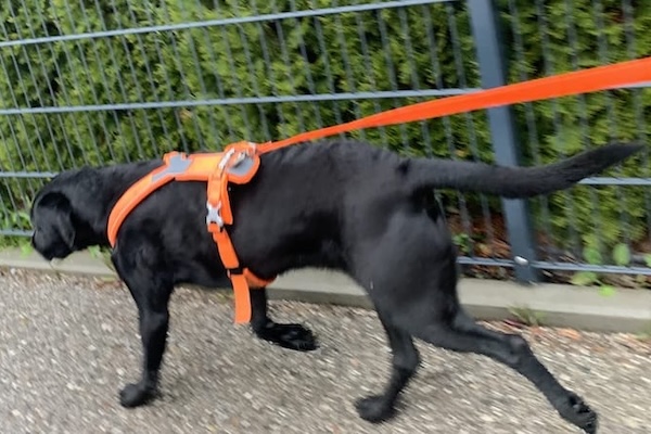 schwarzer Hund mit orangefarbener Geschirr auf Asphalt