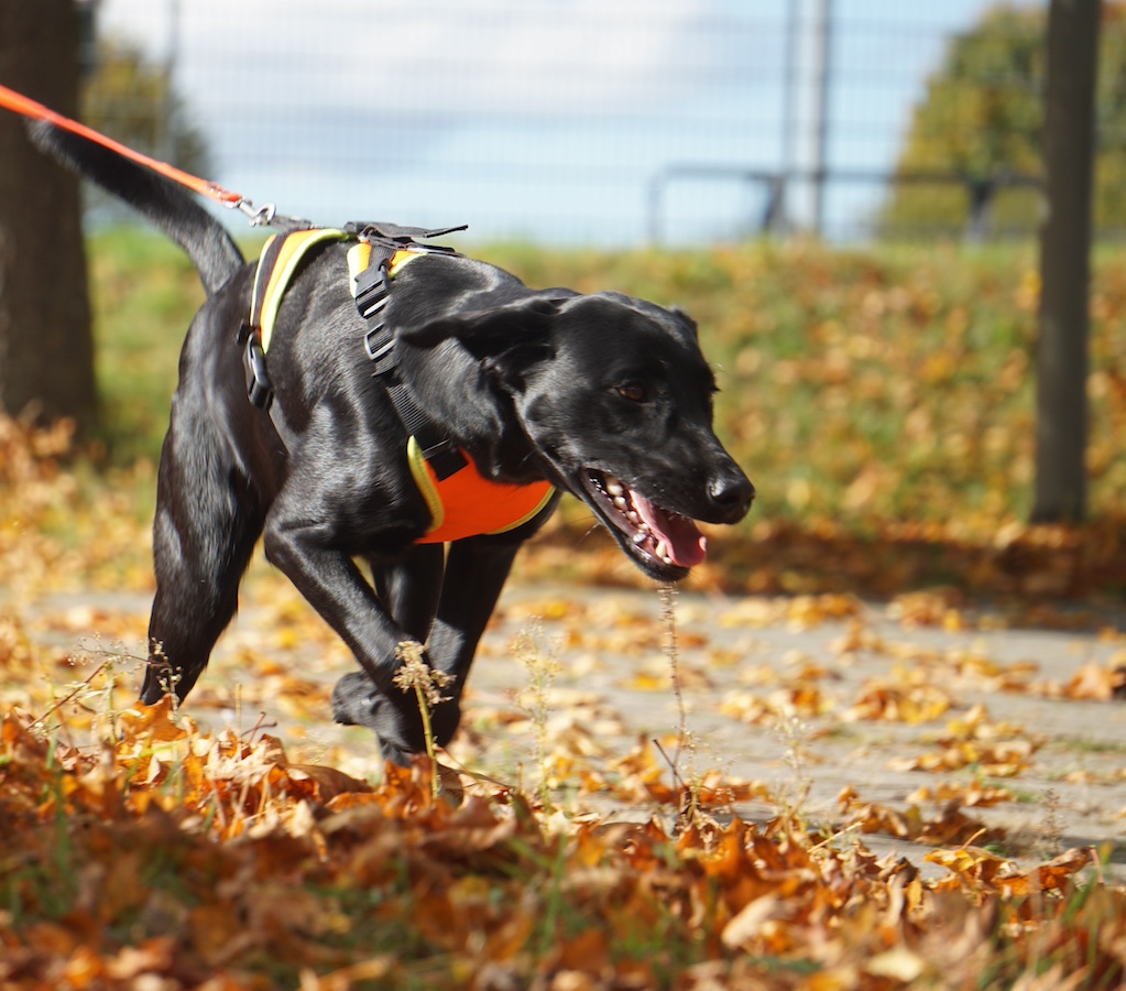 Schwarzer Hund an orange farbener Leine auf orangefarbenen Blättern