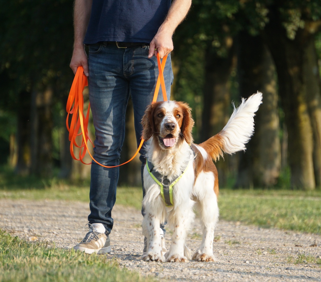 Kopf eines schwarzen Hundes.