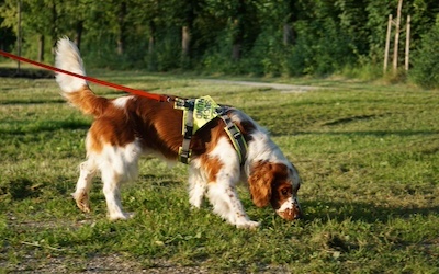 weiß-brauner Hund sucht mit Nase am Boden auf grünem Gras