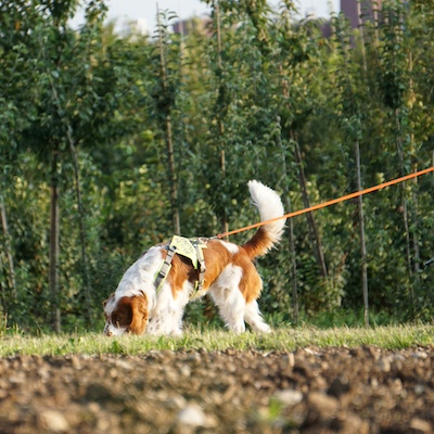 Schwarzer Suchhund sucht auf beschneitem Feld. der Hund trägt ein orange färbendes Geschirr.