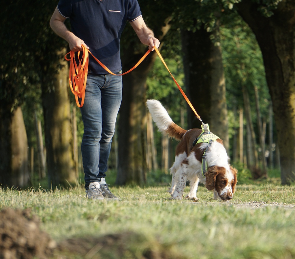 braun-weißer Hund sucht mit tiefer Nase auf grünem Gras