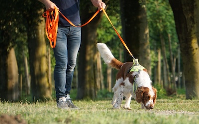 braun-weißer Hund sucht mit tiefer Nase auf grünem Gras