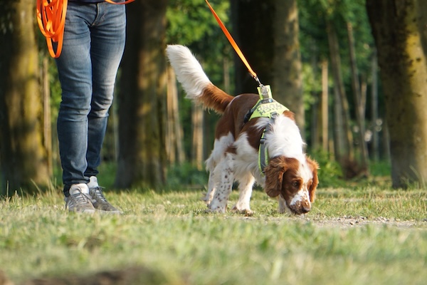 weiß brauner Hund auf grüner Wiese