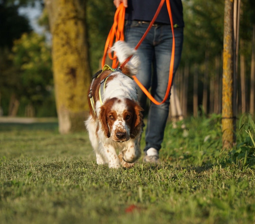 Schwarzer Hund mit Nase am Boden sucht etwas im hohen, grünen Gras.