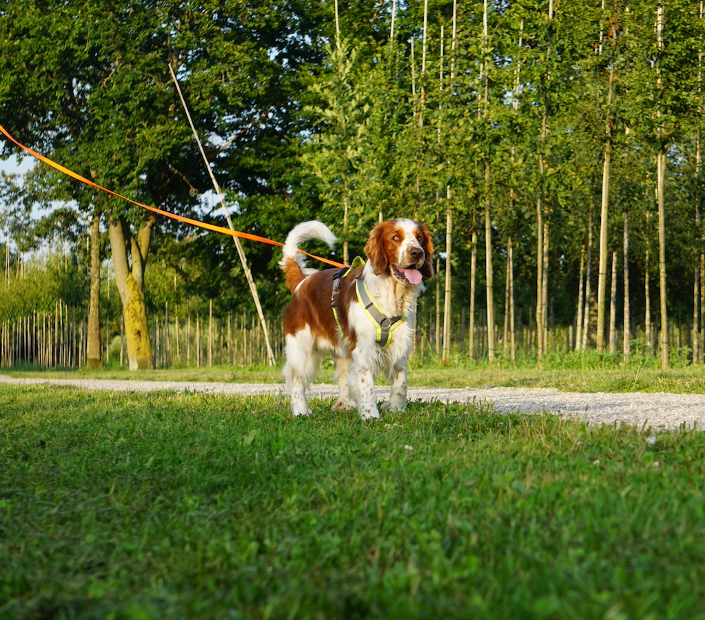 Schwarzer Hundekopf vor weißem Hintergrund.