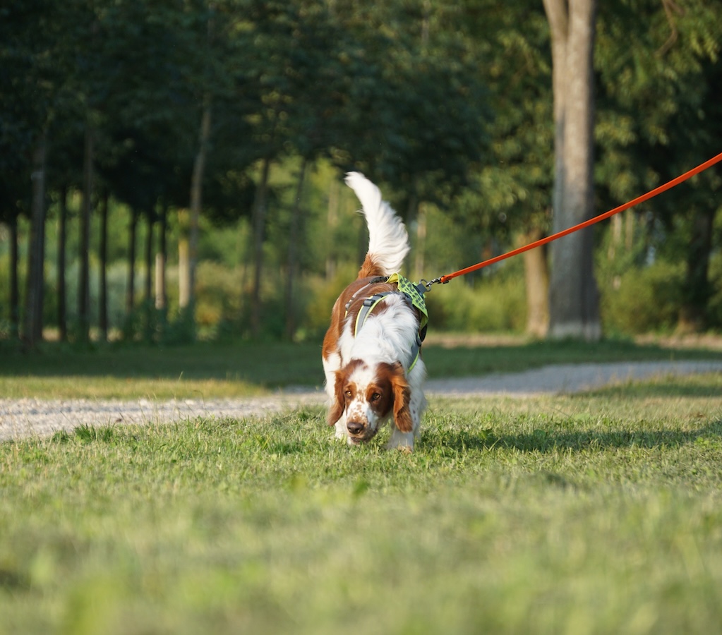 weiß-brauner Hund sucht mit tiefer Nase auf grünem Gras