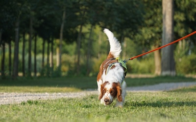 braun-weißer Hund sucht mit tiefer Nase auf grünem Gras