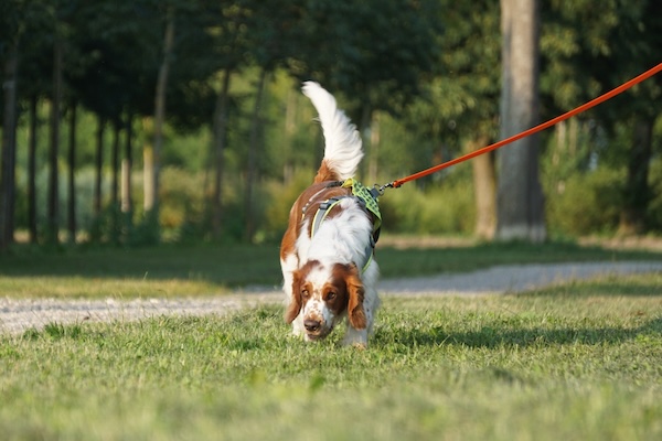 weiß brauner Hund auf grüner Wiese
