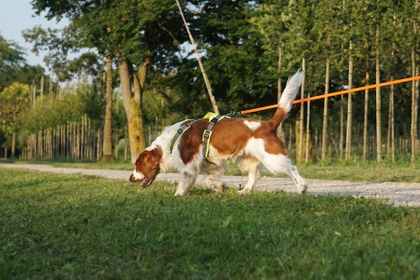weiß-brauner Hund mit tiefer Nase auf grünem Gras