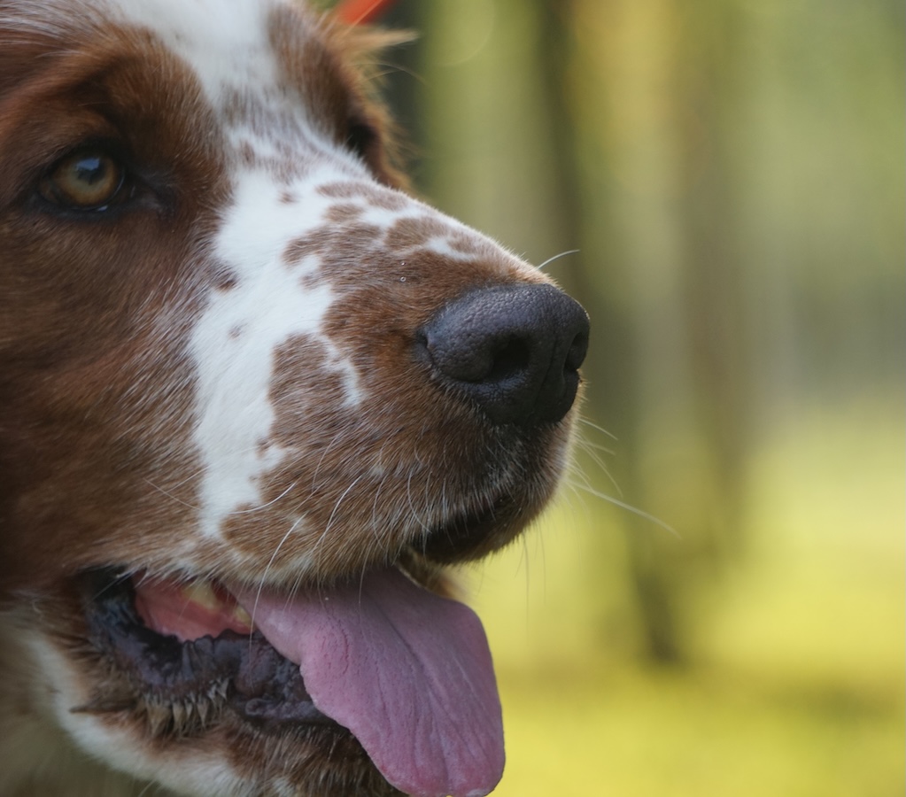 Hundekopf vor unscharfem grünen Hintergrund