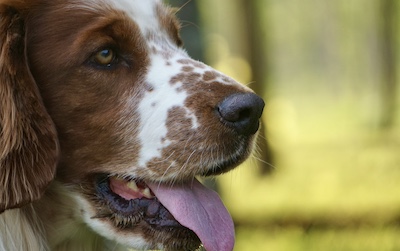 Portrait eines weiß-braunen Hundes vor unscharfem grünen Hintergrund