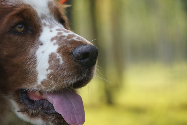 Nase eines weiß braunen Hundes
