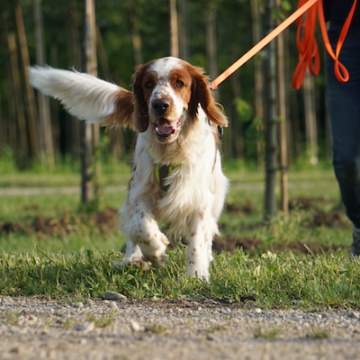 Schwarzer Suchhund schaut in Kamera.