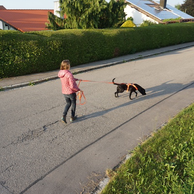 Schwarzer Suchhund läuft auf Straße. der Hund trägt ein orange färbendes Mantrailing Geschirr.