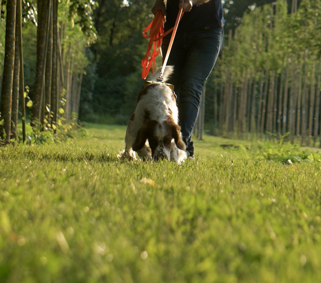 Schwarzer Hund macht Mantrailing auf laub-bedeckter Wiese
