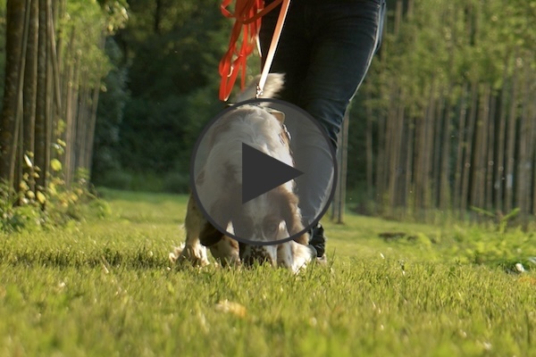 weiß-brauner Hund sucht auf grüner Wiese