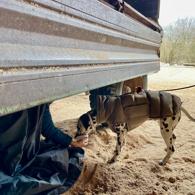 Hund beim Mantrailing-Training sucht konzentriert unter einem Anhänger nach der Spur – Nasenarbeit, Motivation und praxisnahes Training im Alltag.