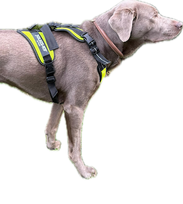 Julius K9 Mantrailing Geschirr